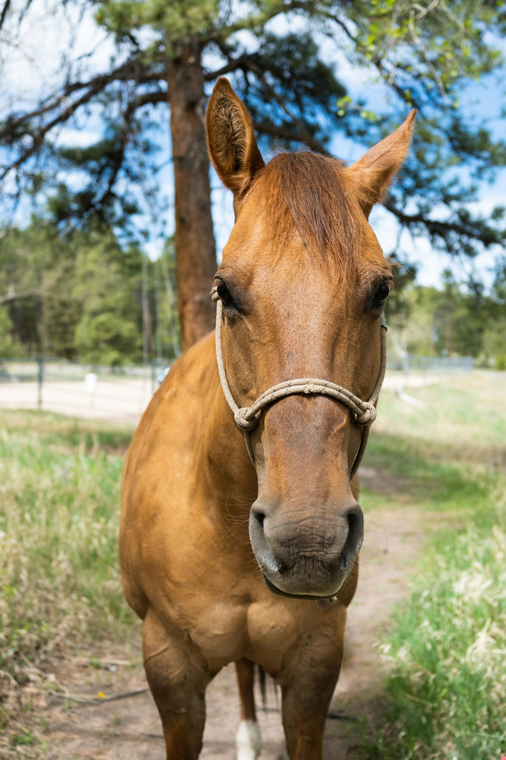 Horse back riding 